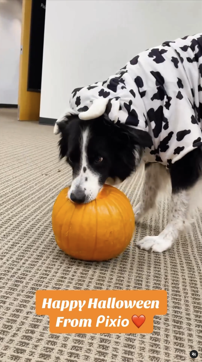 Pixio's Halloween Pumpkin Carving Contest 🎃🧡 (Feat. Surprise guest judge 🐾)